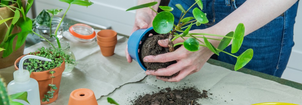 Eine Person topft eine Zimmerpflanze aus einem blauen Topf aus.